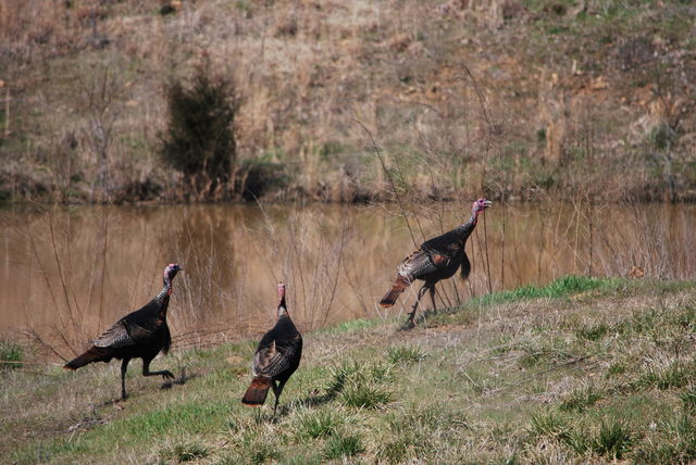 Wild Turkey