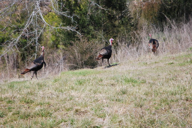 Wild Turkey
