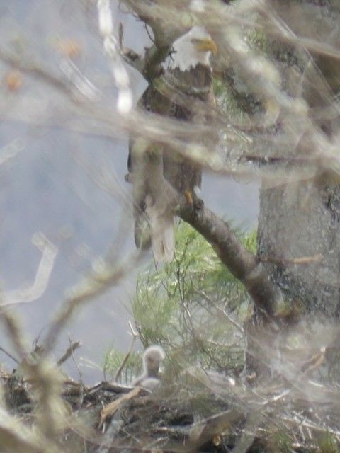 Bald Eagle