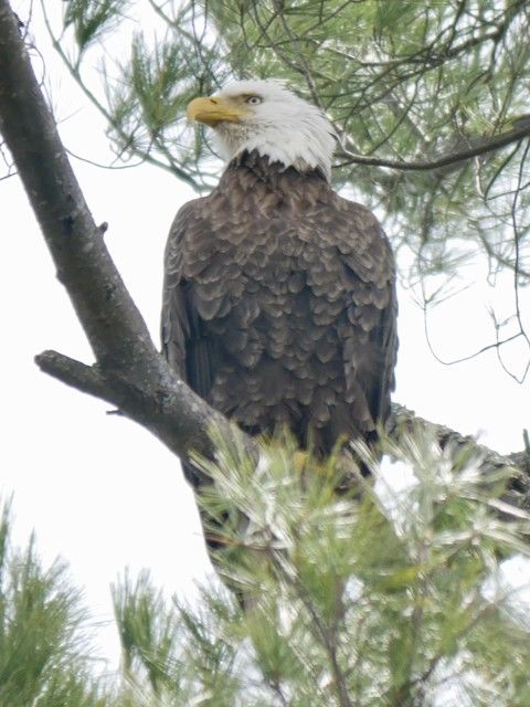 Bald Eagle