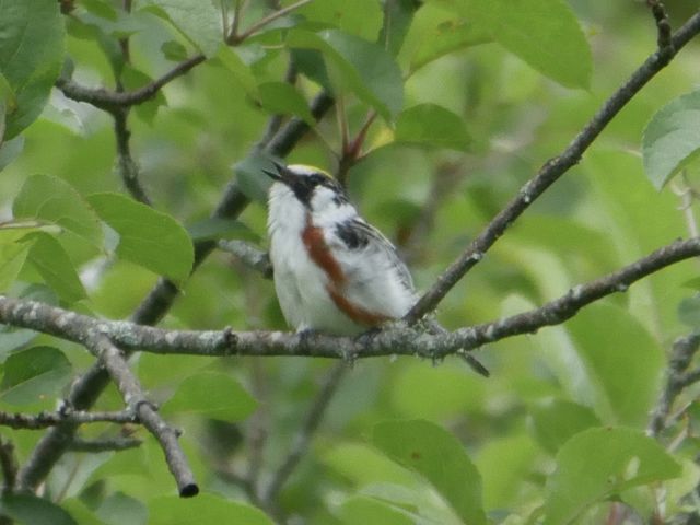 Chestnut-sided Warbler