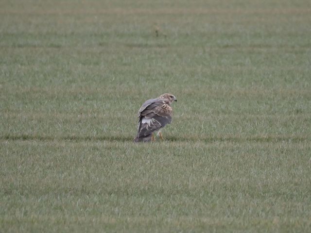 Northern Harrier