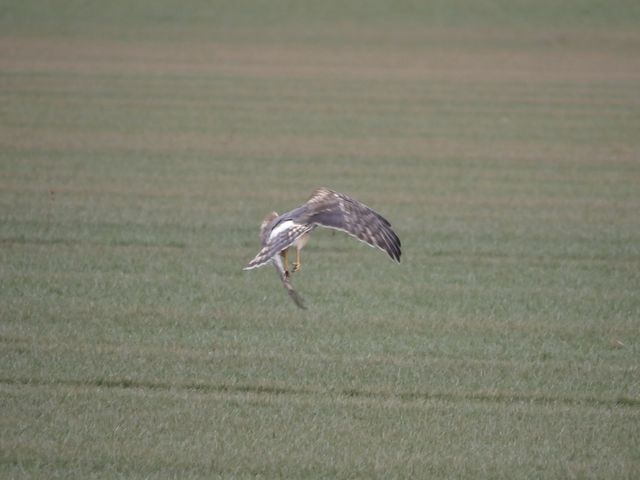 Northern Harrier