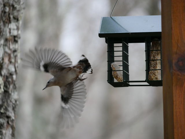 White-breasted Nuthatch