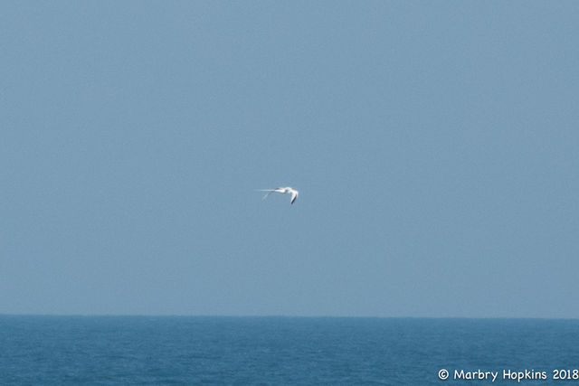 Red-billed Tropicbird