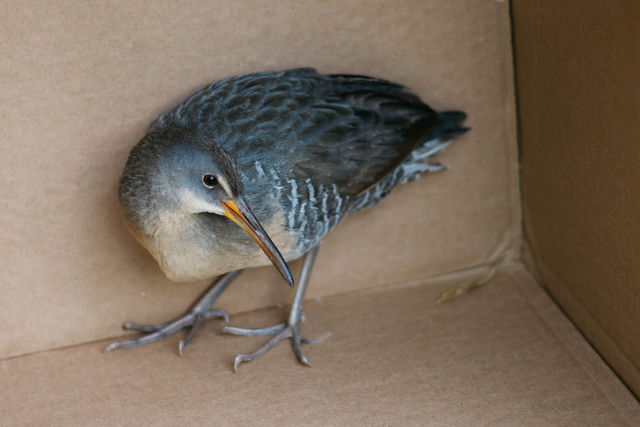 Clapper Rail