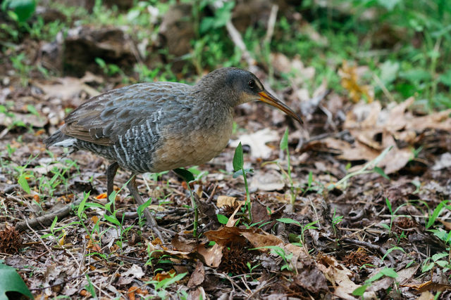 Clapper Rail