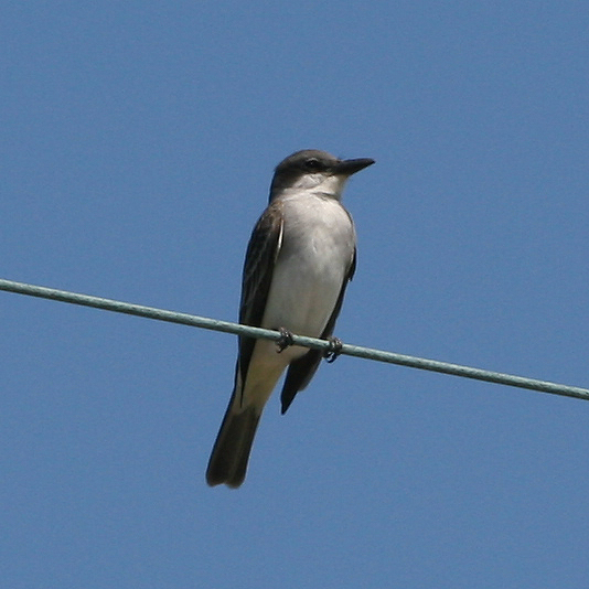 Gray Kingbird