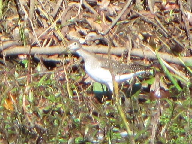 Solitary Sandpiper