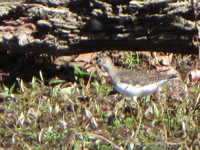 Solitary Sandpiper