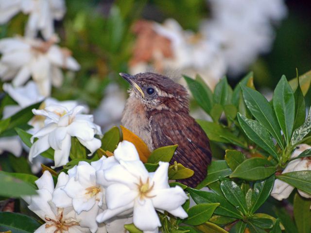 Carolina Wren