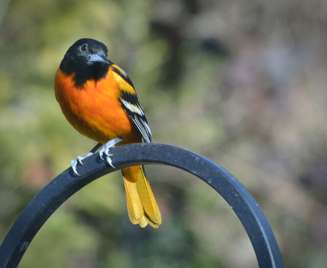 Baltimore Oriole