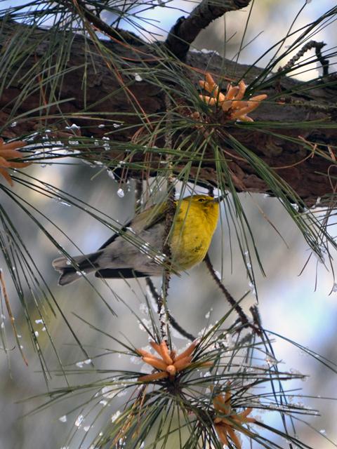 Pine Warbler