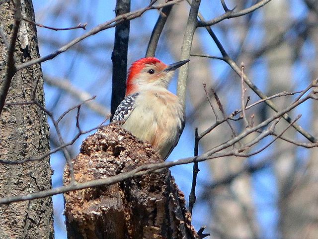 Red-bellied Woodpecker