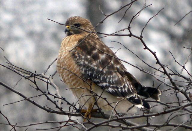 Red-shouldered Hawk