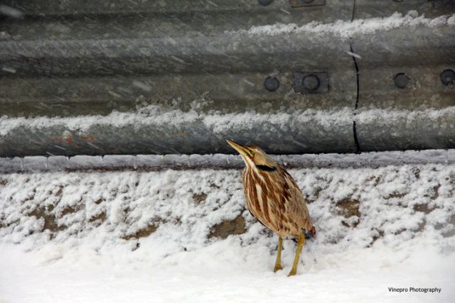 American Bittern