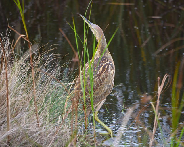 American Bittern
