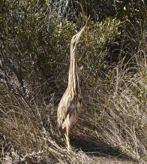 American Bittern