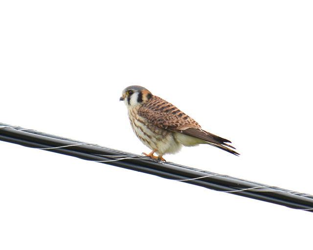 American Kestrel