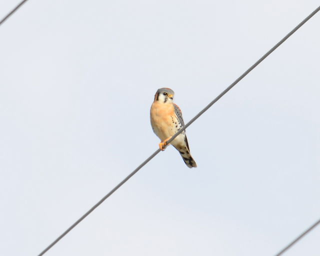 American Kestrel