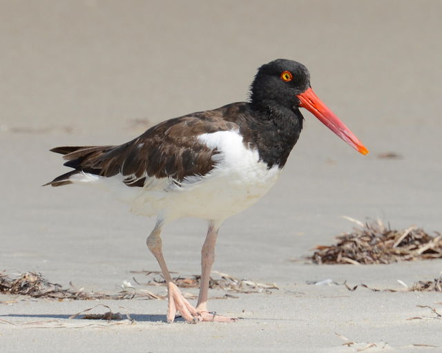 American Oystercatcher