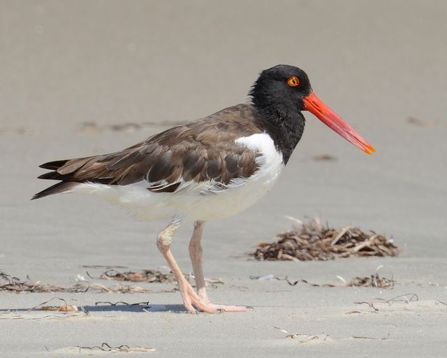 American Oystercatcher