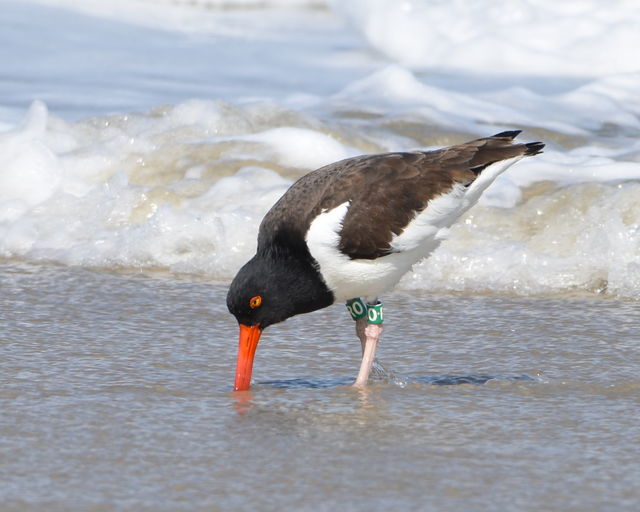 american oystercatcher american oystercatcher