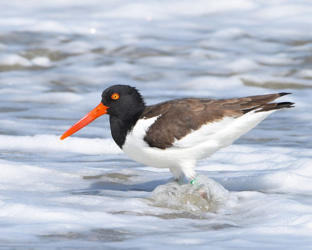 american oystercatcher american oystercatcher