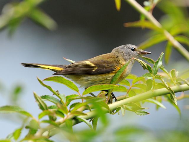 American Redstart