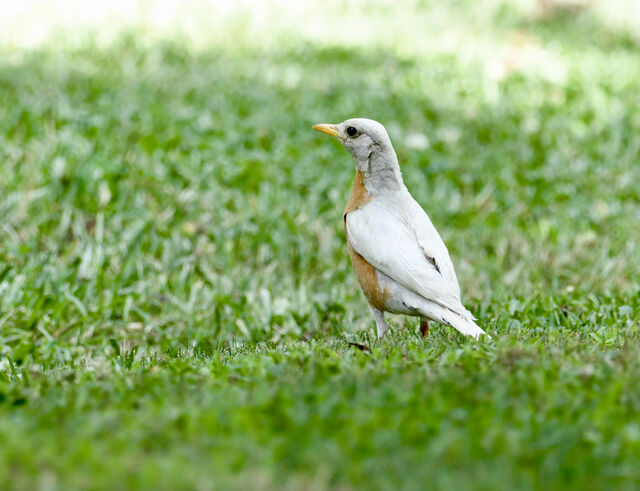 American Robin