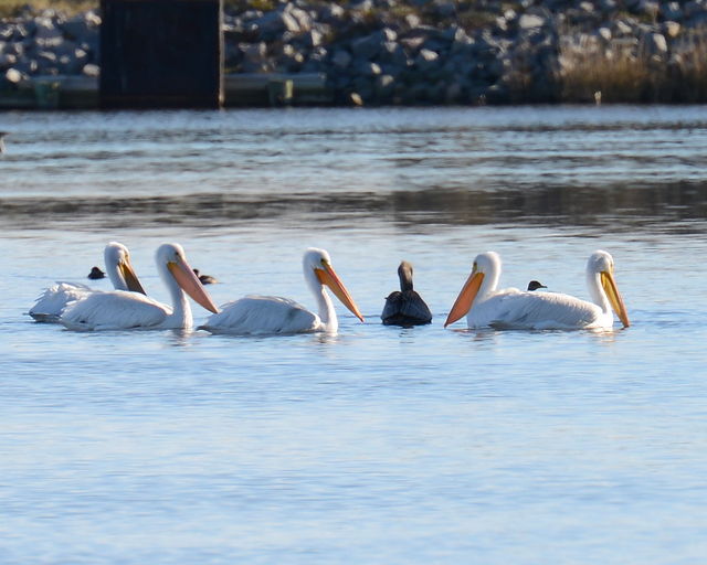 American White Pelican