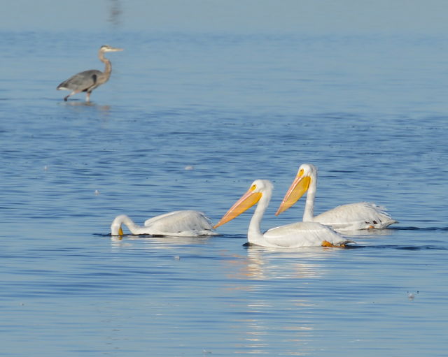 American White Pelican