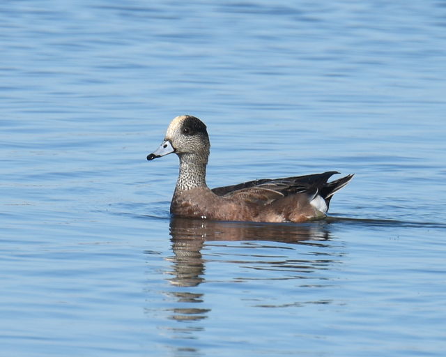 American Wigeon