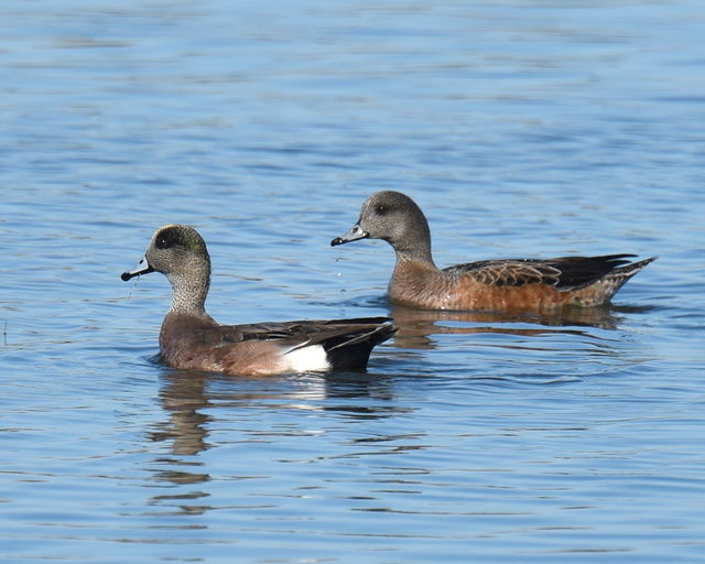 American Wigeon