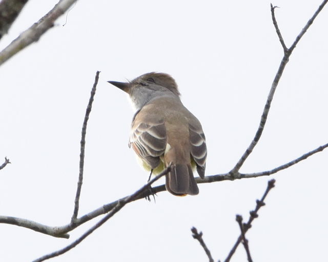 Ash-throated Flycatcher