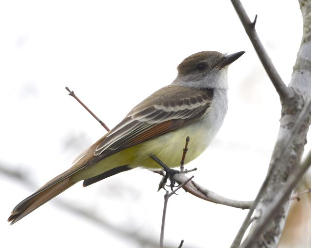 Ash-throated Flycatcher