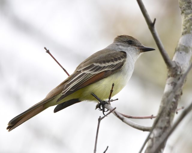 Ash-throated Flycatcher