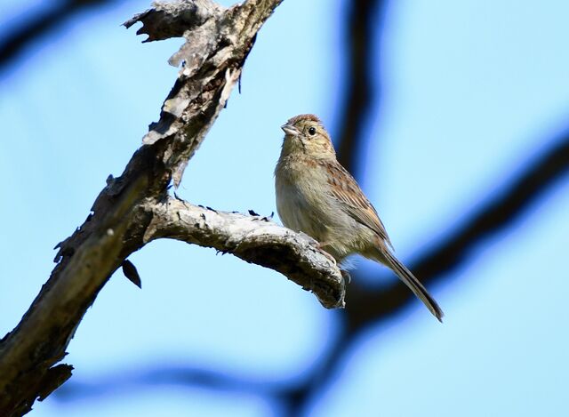 Bachman's Sparrow