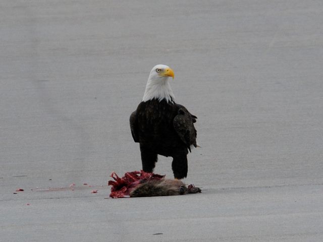 Bald Eagle