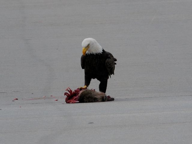 Bald Eagle
