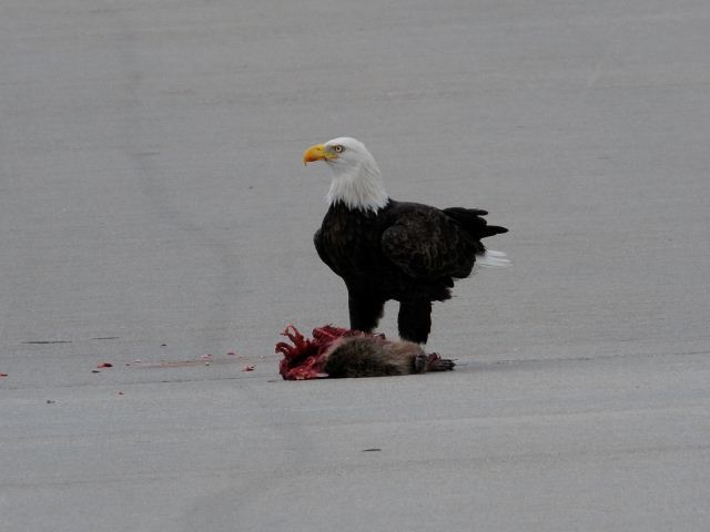 Bald Eagle