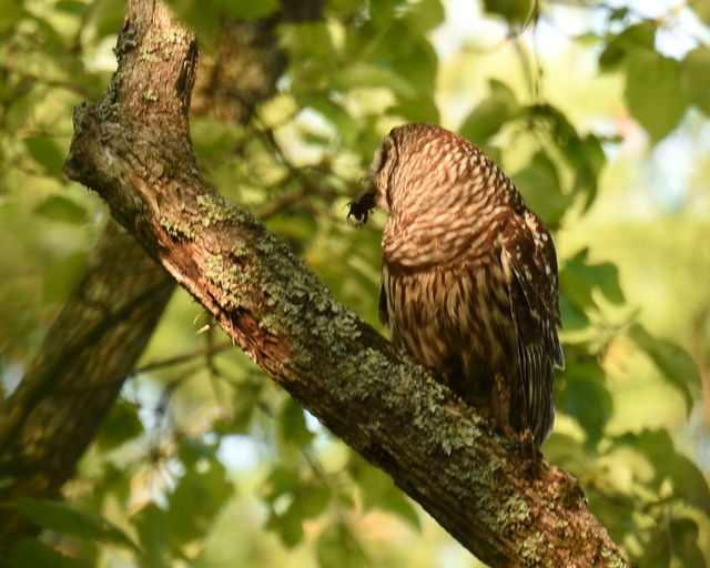 Barred Owl