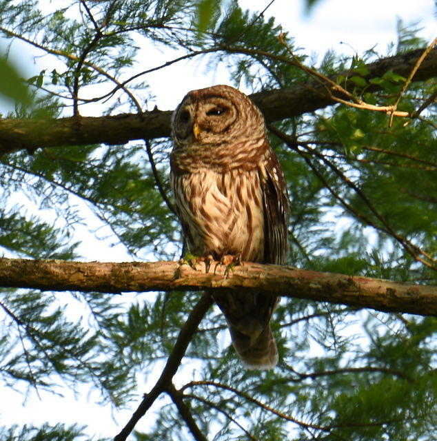 Barred Owl