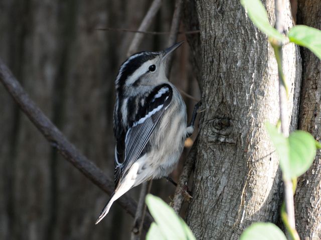 Black-and-white Warbler