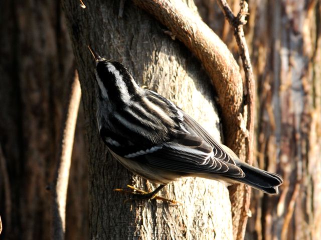 Black-and-white Warbler