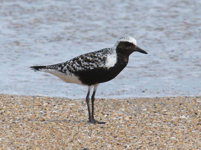 Black-bellied Plovers
