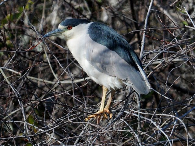 Black-crowned Night-Herons
