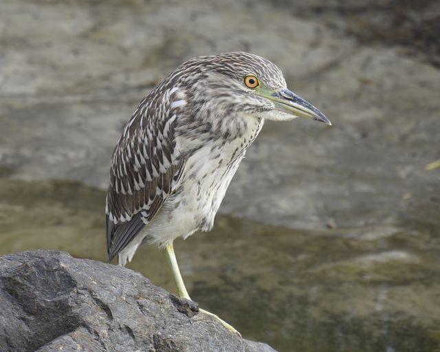 Black-crowned Night-Heron
