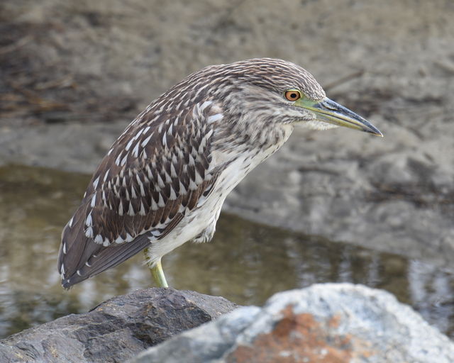 Black-crowned Night-Heron