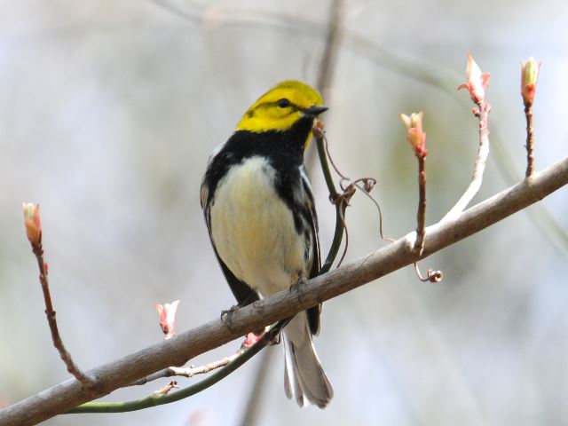 Black-throated Green Warbler